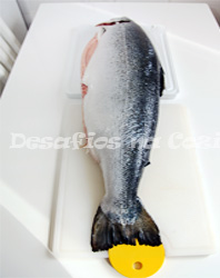 salmão inteiro ao alto copy