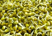 Rebentos de soja copy